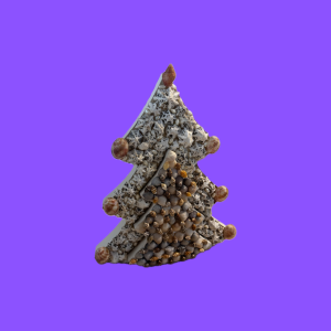 sapin double